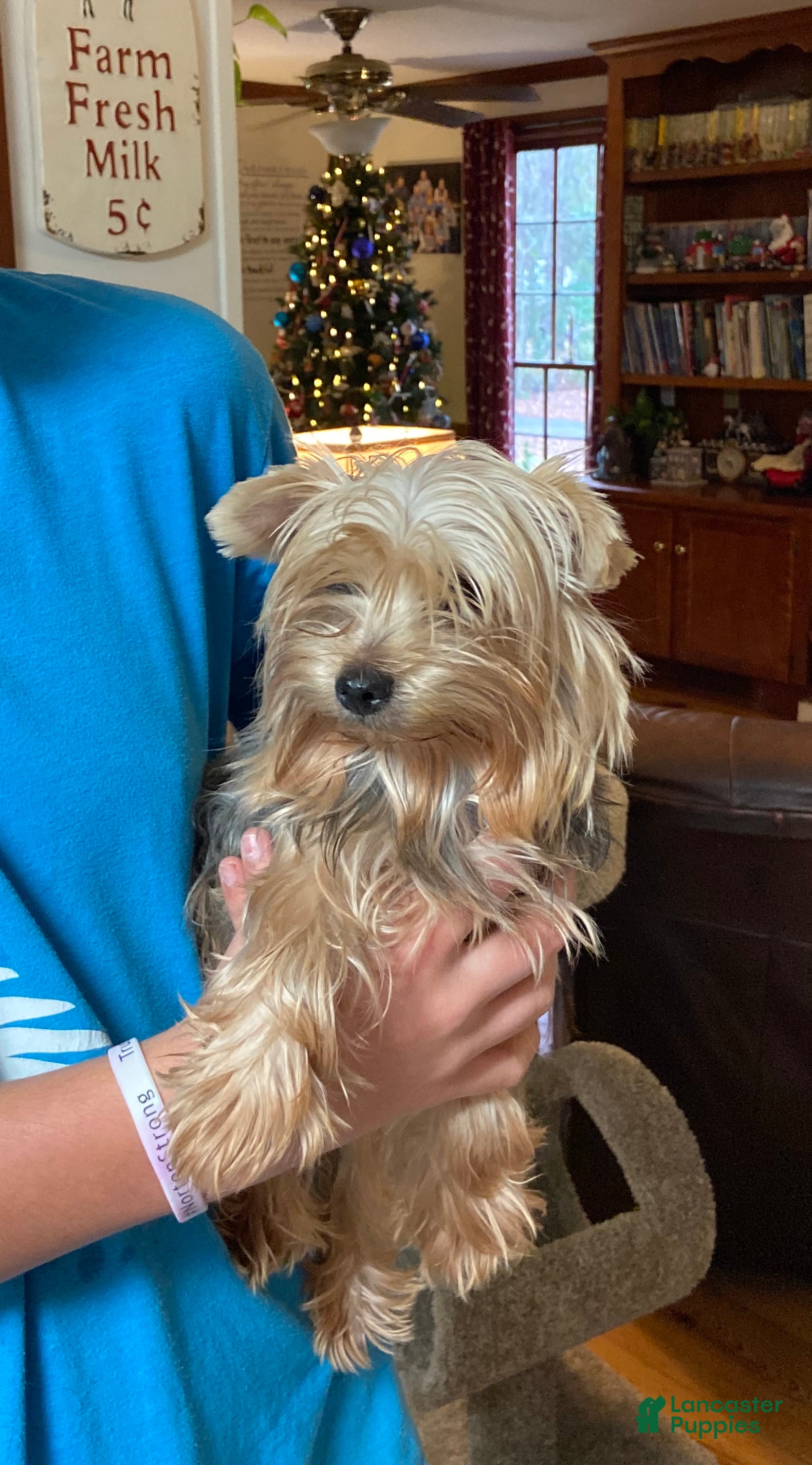 Yorkshire Terrier dogs Kitty's Little Red - Ad 2