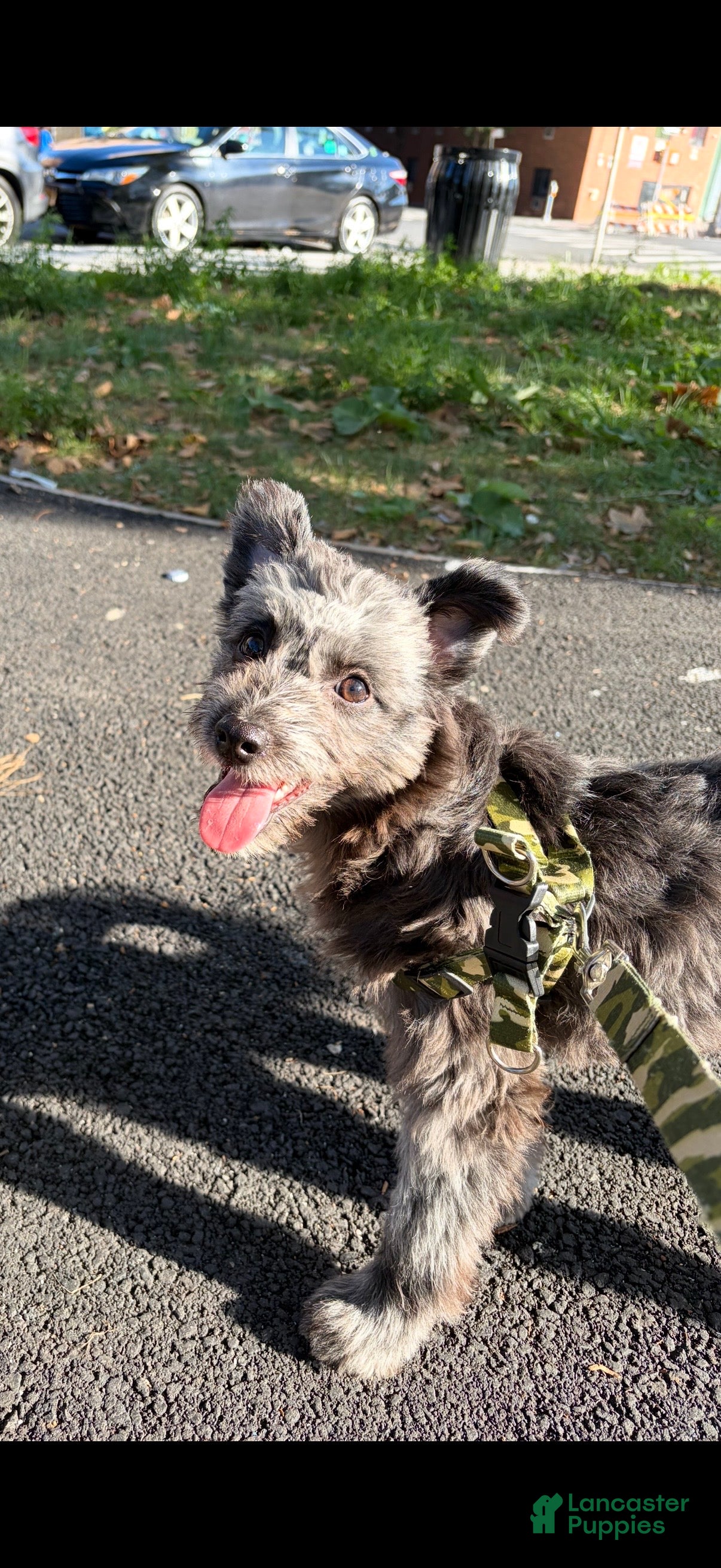 Pomapoo dogs Shadow - Ad 8