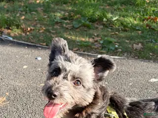 Pomapoo dogs Shadow - Ad 8