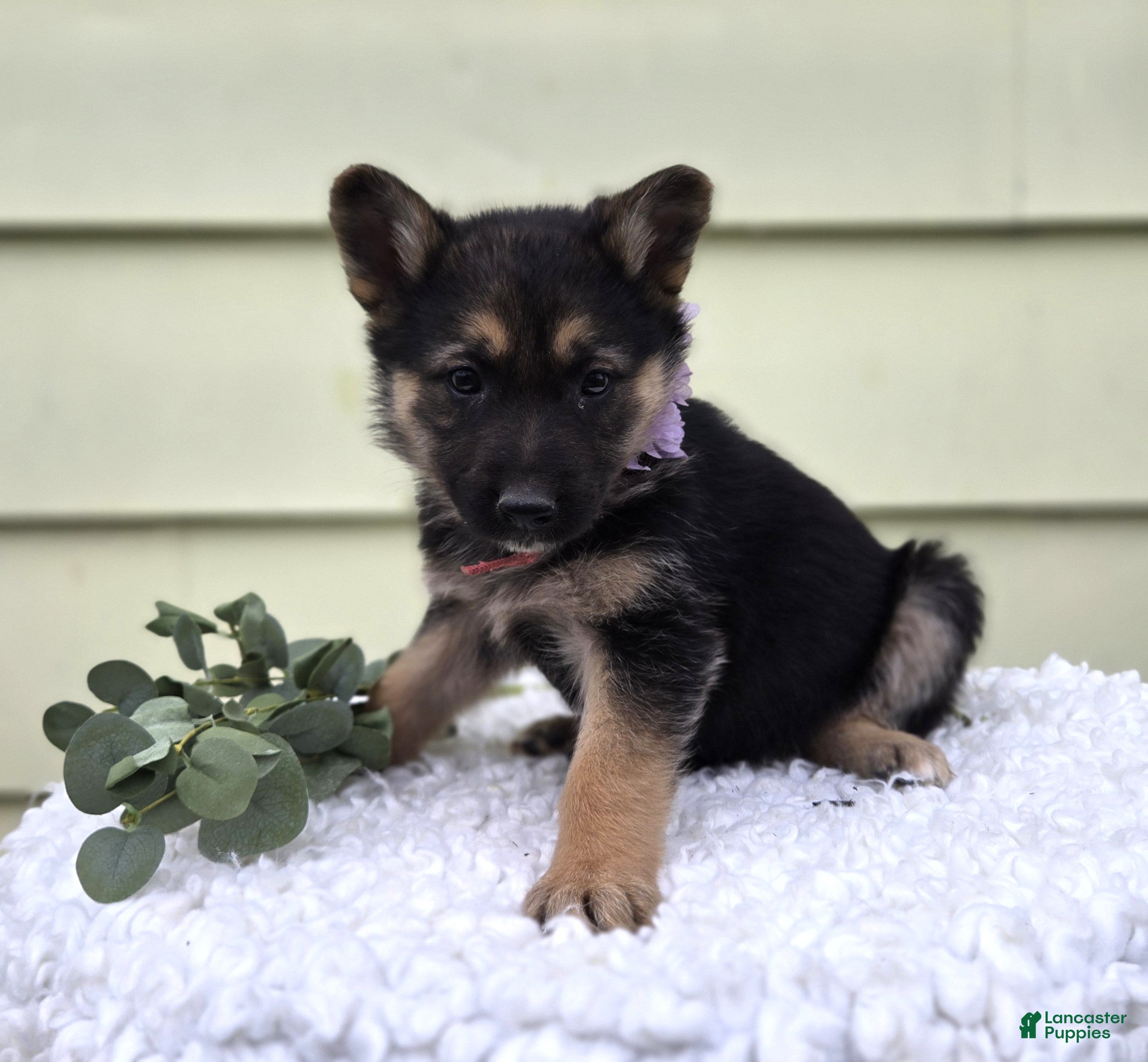 German Shepherd dogs Kassidy - Ad 2