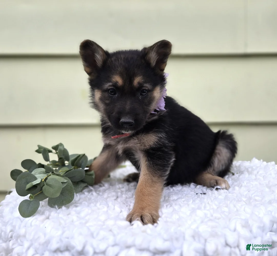German Shepherd dogs for sale: Kassidy - Ad 2