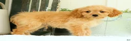 Cavapoo dogs for sale: Wyatt - Ad 8