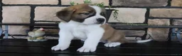 Saint Bernard dogs for sale: Mason - Ad 1
