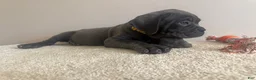 Cane Corso dogs for sale: Diamond  - Ad 6