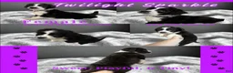 Aussiedoodle dogs for sale: Twilight Sparkle (purple) - Ad 2