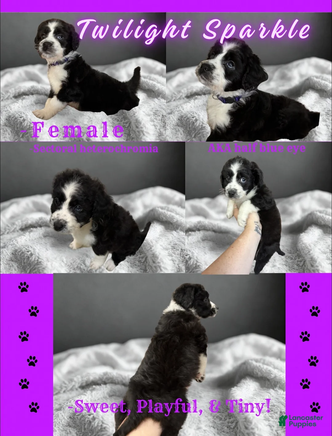 Aussiedoodle dogs for sale: Twilight Sparkle (purple) - Ad 2