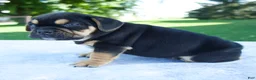 Beabull dogs for sale: Hank - Ad 4