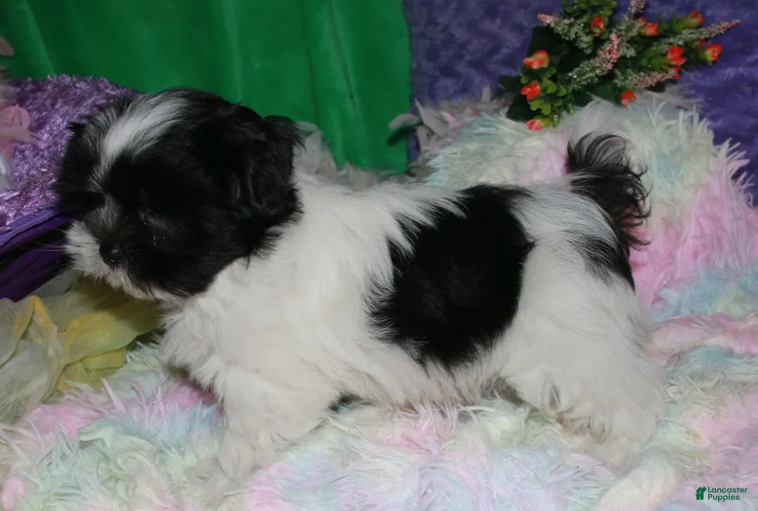 Shihpoo dogs for sale: Weston - Ad 2