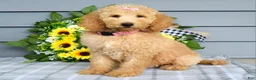 Goldendoodle dogs for sale: Jenna  - Ad 3