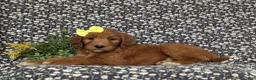 Goldendoodle dogs for sale: Venus - Ad 4