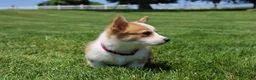 Welsh Corgi Pembroke dogs for sale: Winnie  - Ad 11