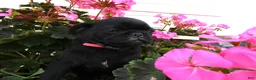 Pug dogs for sale: Pug 3 Minzi - Ad 3