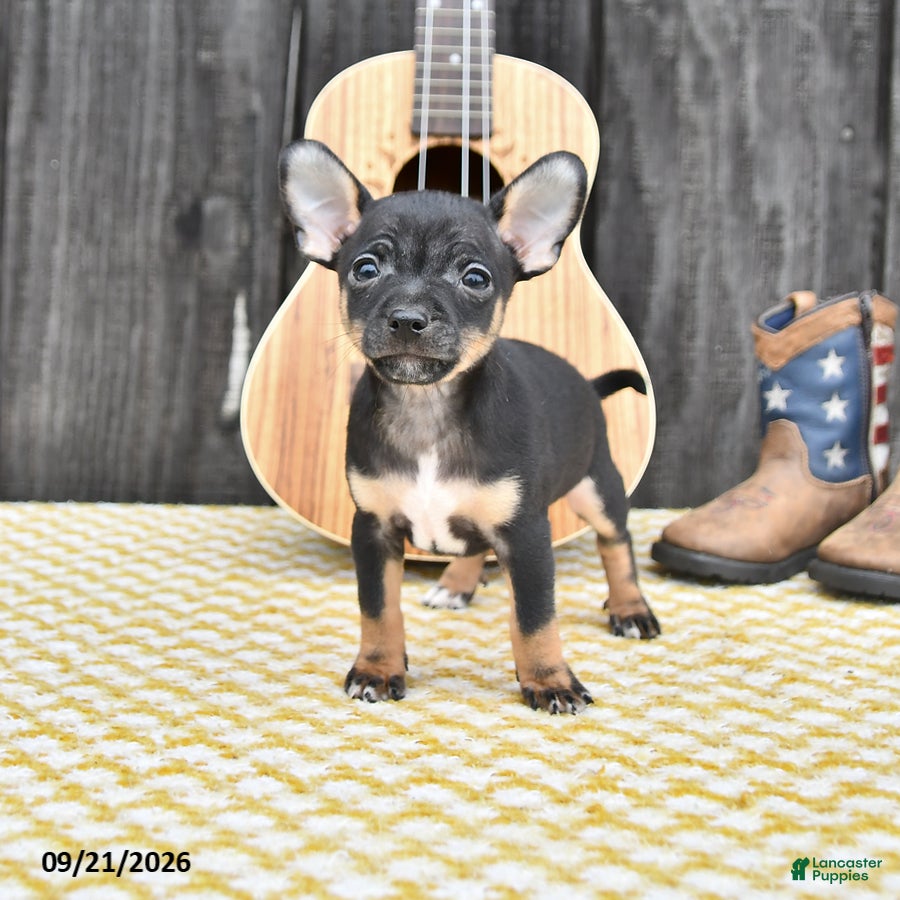 Chihuahua dogs Jasper - Ad 1