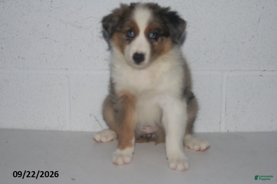 Australian Shepherd dogs Bronx - Ad 2