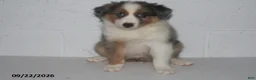 Australian Shepherd dogs for sale: Bronx - Ad 2