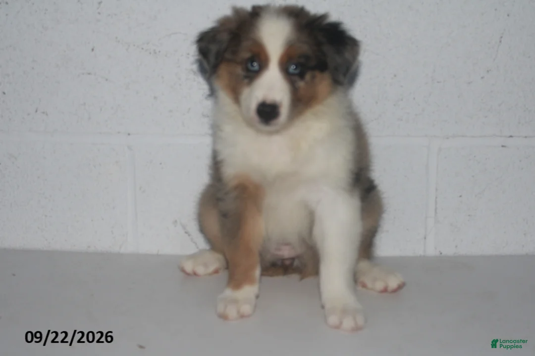 Australian Shepherd dogs for sale: Bronx - Ad 2