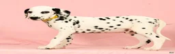 Dalmatian dogs for sale: Robo - Ad 4