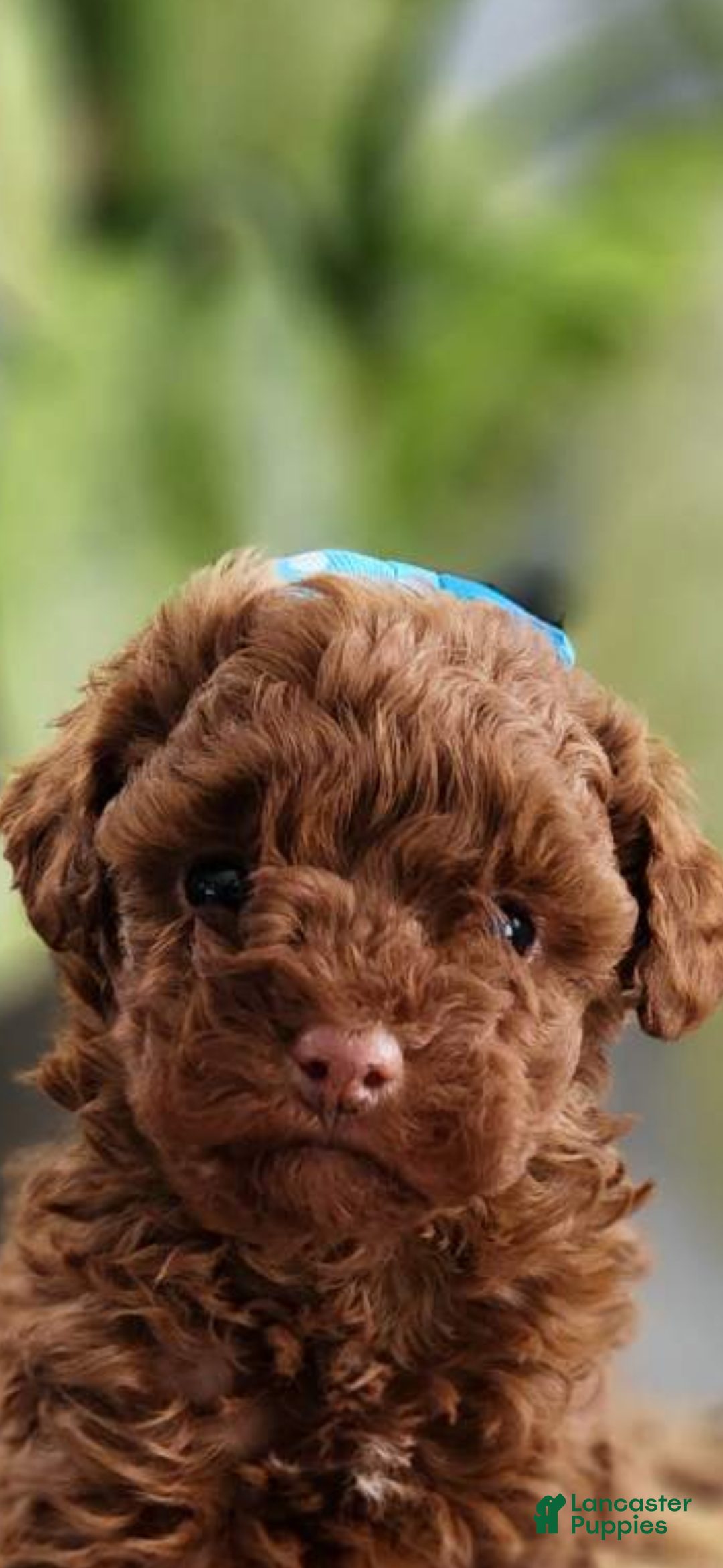 Toy Poodle dogs for sale: Cody -AKC GENETICALLY TESTED TOY POODLE - Ad 4