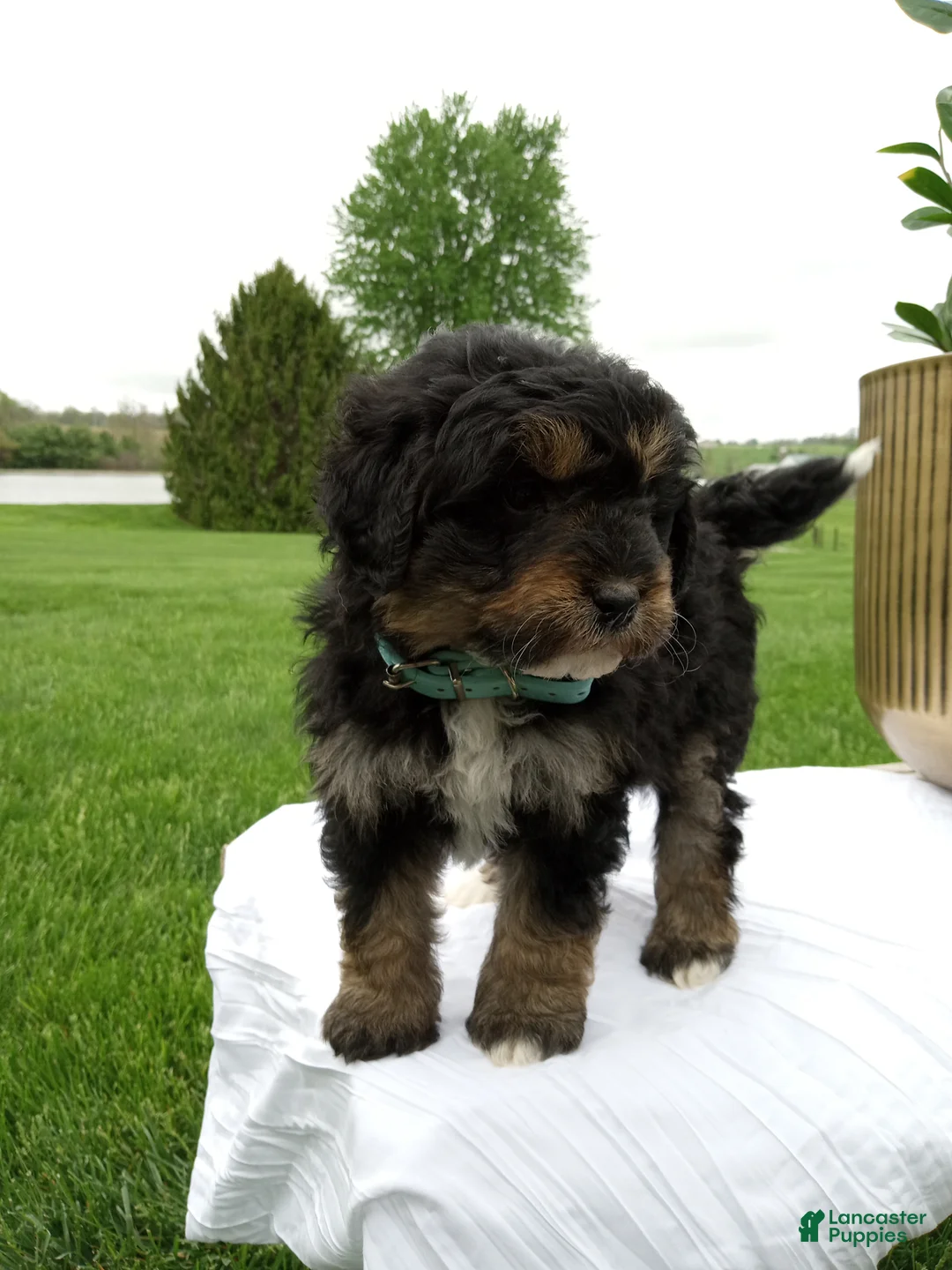 Mini Bernedoodle dogs for sale: Leo  - Ad 2