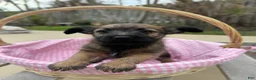 Chipoo dogs for sale: Poppy - Ad 5