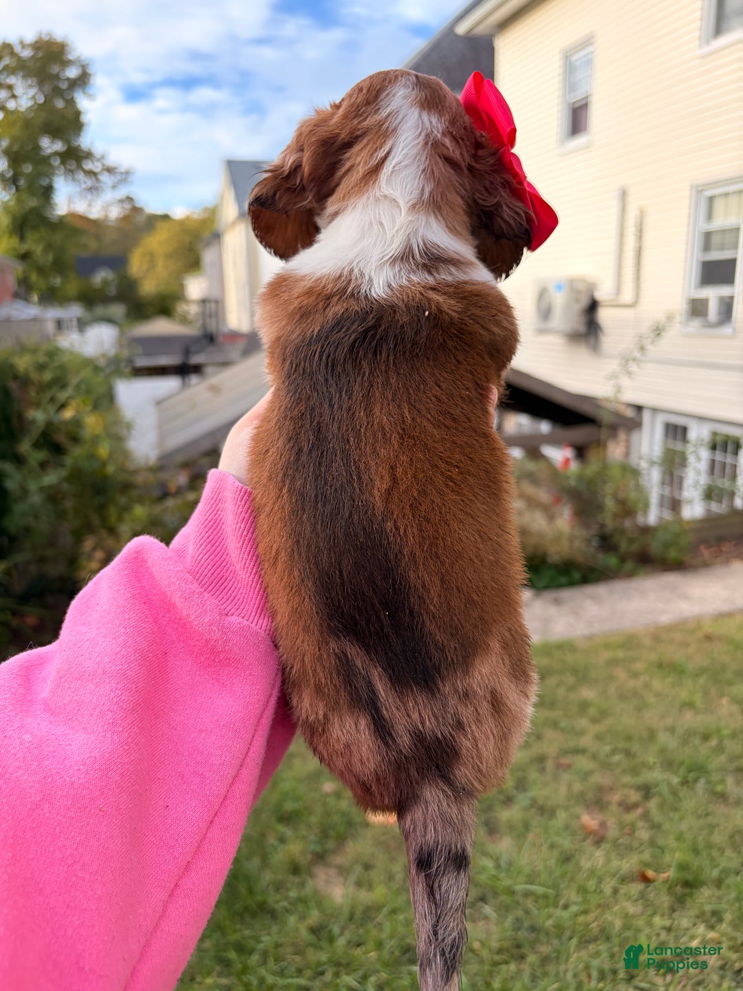 Miniature Dachshund dogs for sale: Hazel - Ad 9