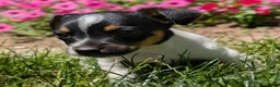 Jack Russell Terrier dogs for sale: Joker - Ad 2