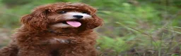 Cavapoo dogs for sale: Cavapoo 1 - Ad 2