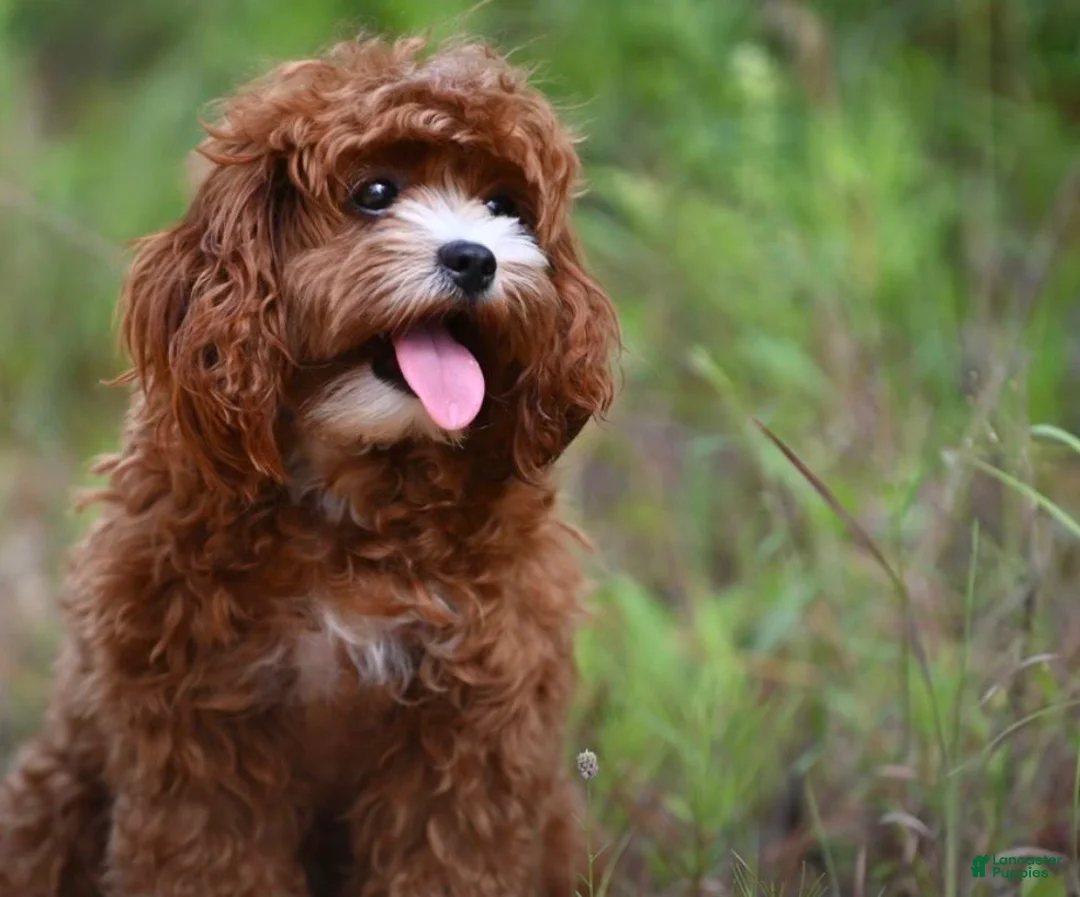 Cavapoo dogs for sale: Cavapoo 1 - Ad 2