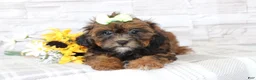 Shihpoo dogs for sale: Henrietta  - Ad 4