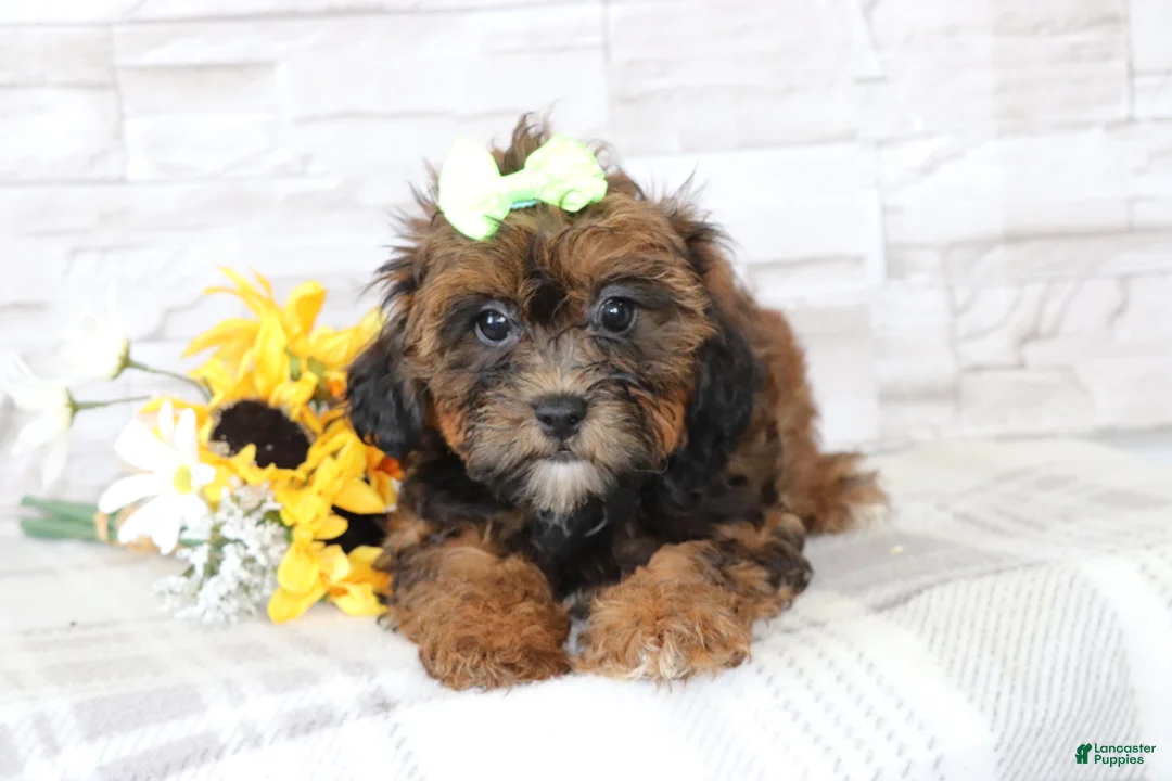 Shihpoo dogs for sale: Henrietta  - Ad 4