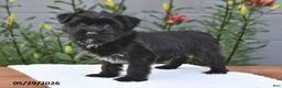 Yorkiepoo dogs for sale: Maverick - Ad 5