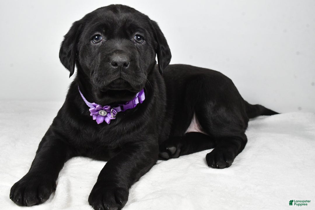 Labrador Retriever dogs for sale: Nicole - Ad 2