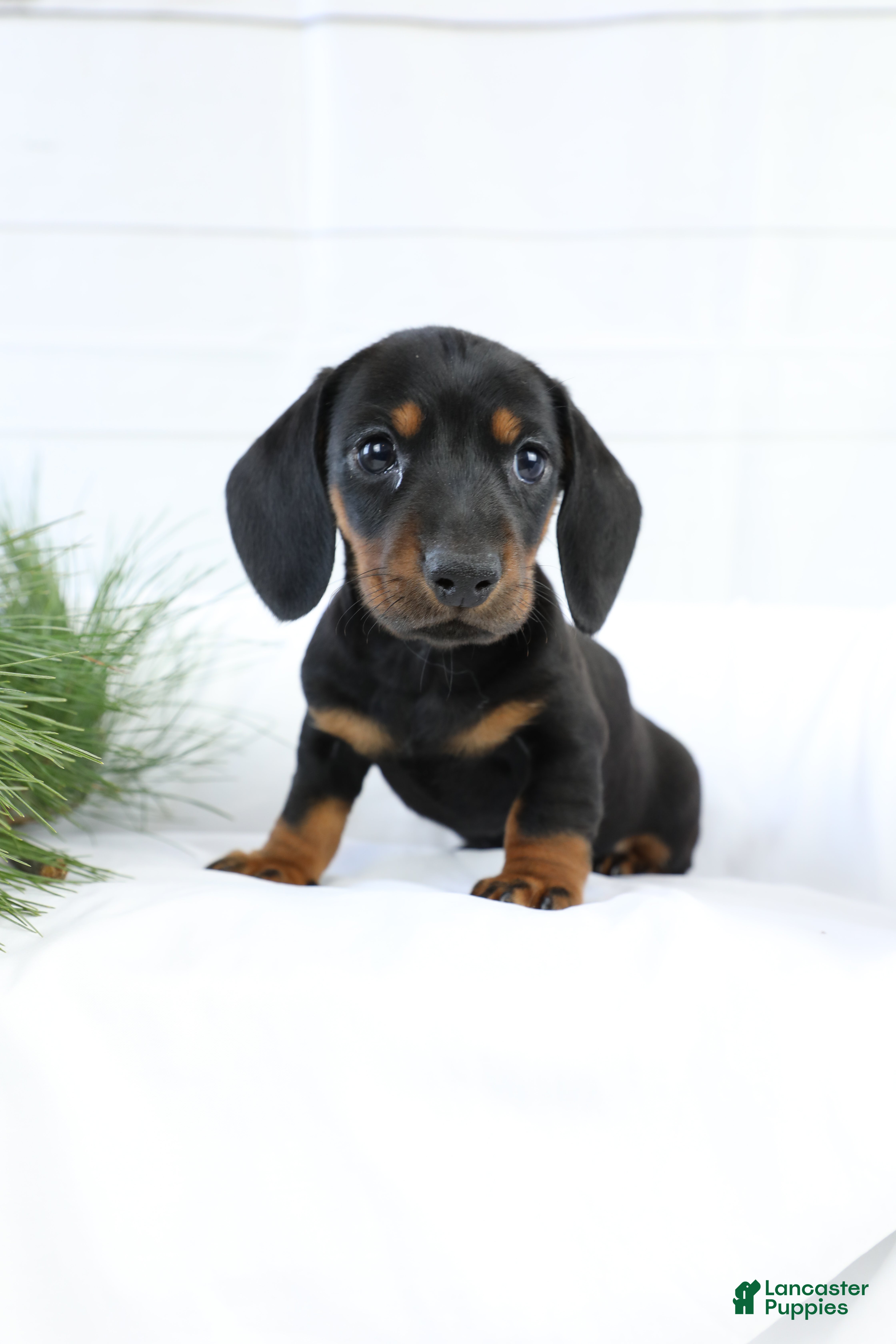 Miniature Dachshund dogs for sale: Bennett - Ad 3