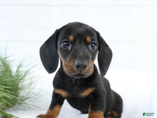 Miniature Dachshund dogs for sale: Bennett - Ad 3