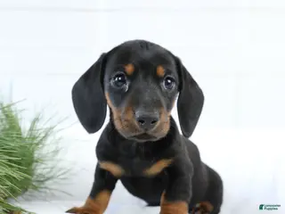 Miniature Dachshund dogs Bennett - Ad 42
