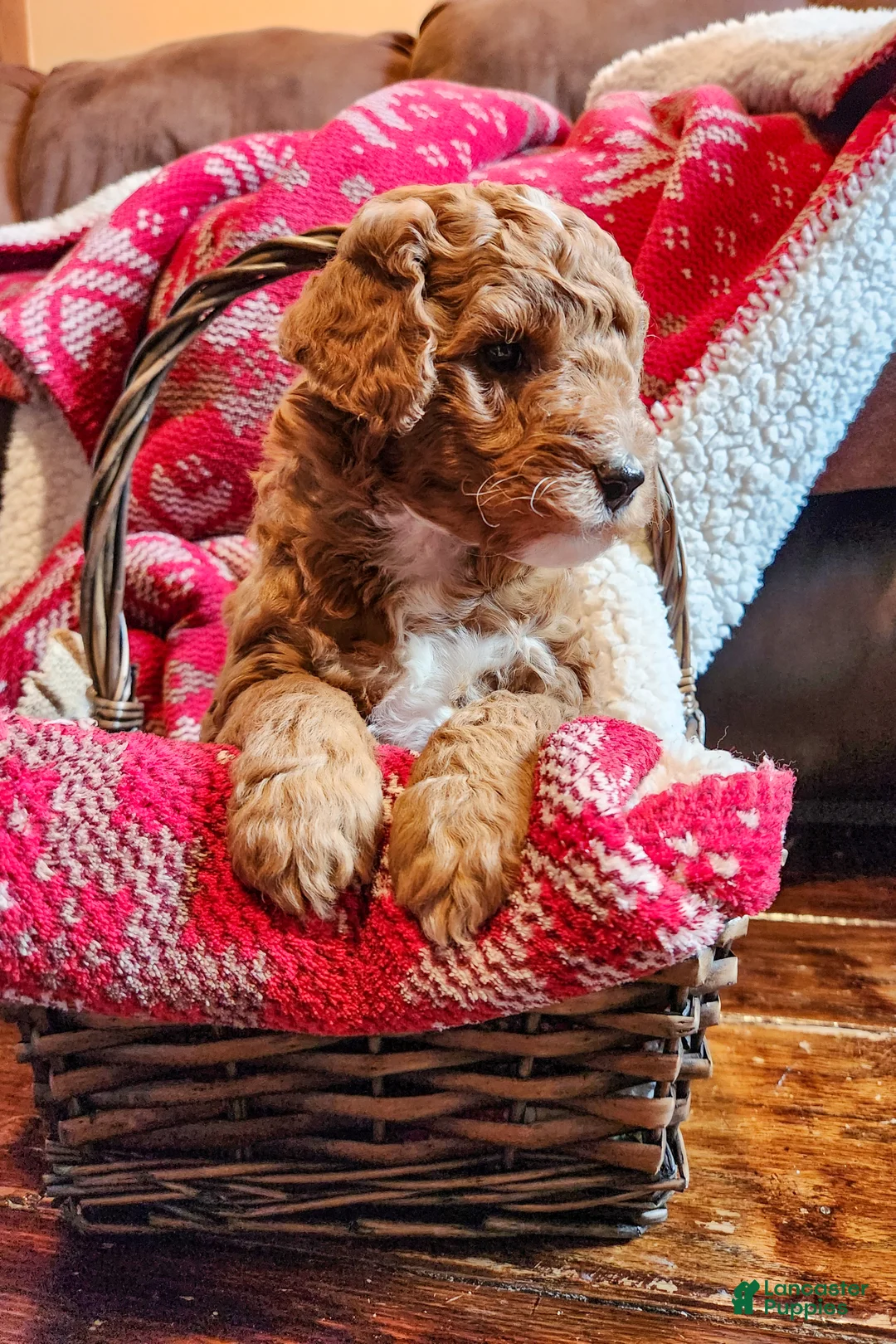 Mini Goldendoodle dogs for sale: Rusty - Ad 3