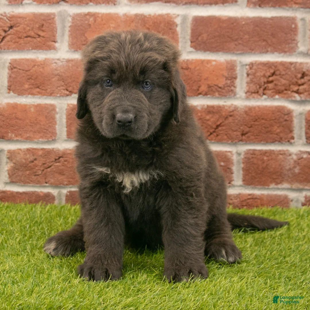 Newfoundland dogs for sale: Hannah - Ad 1