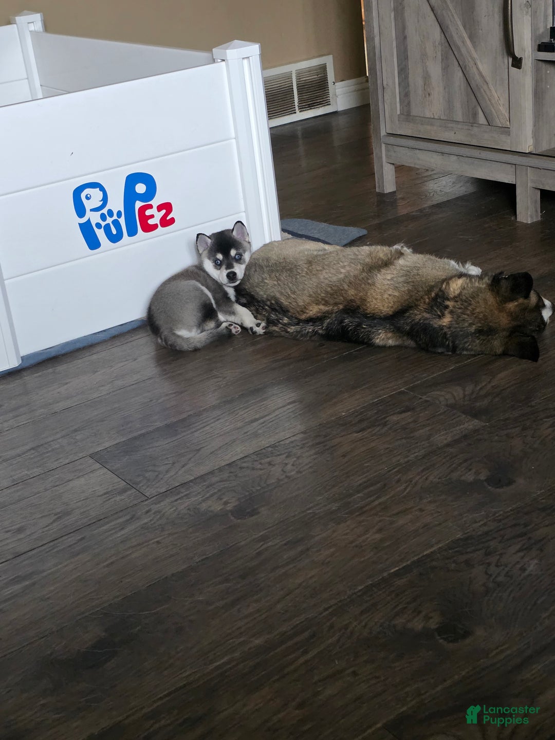 Alaskan Klee Kai dogs for sale: Binx - Ad 2