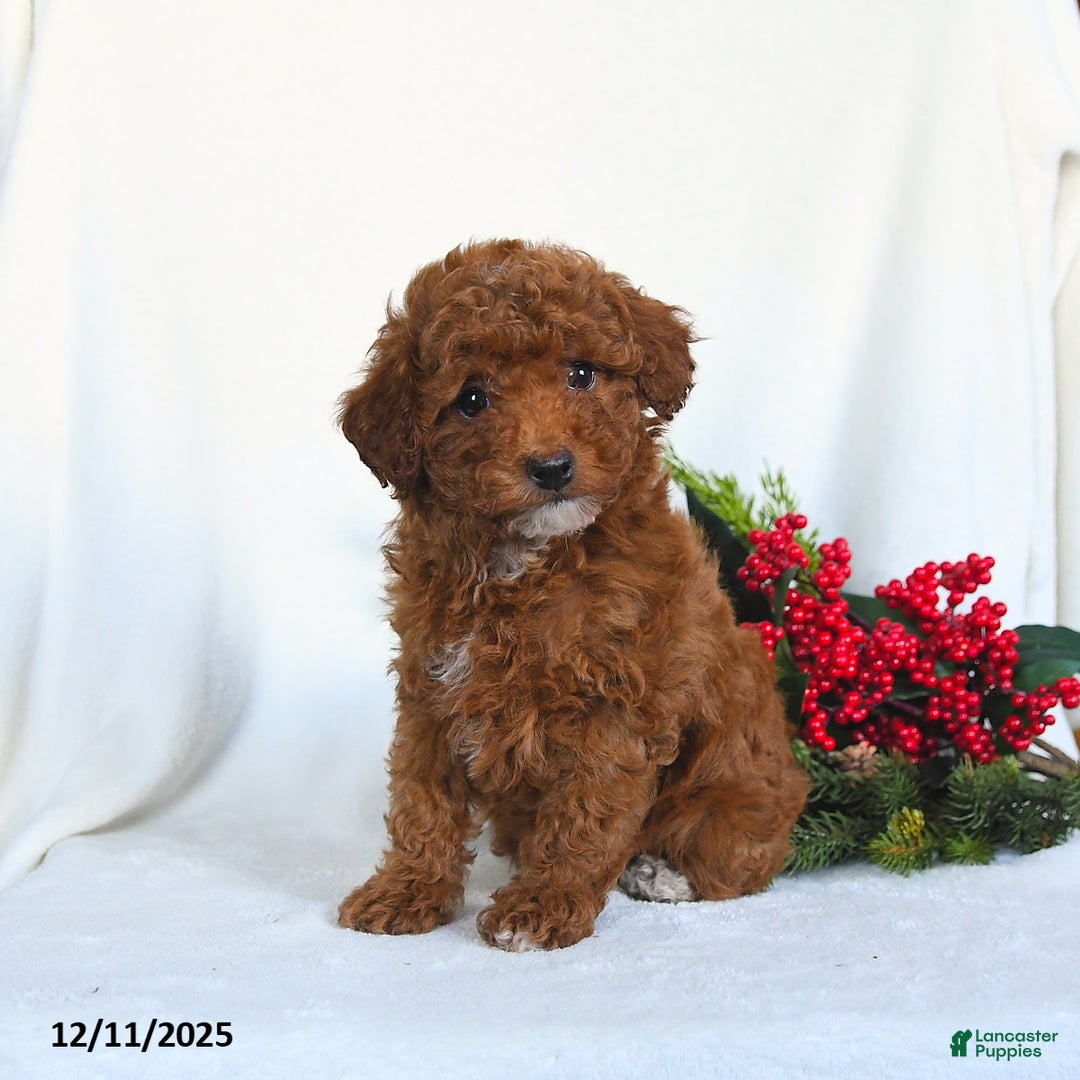 Toy Poodle dogs for sale: Vicky - Ad 1
