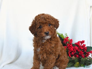 Toy Poodle dogs Vicky - Ad 33