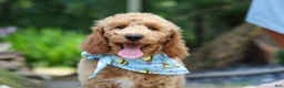 Standard Poodle dogs for sale: Leo - Ad 13