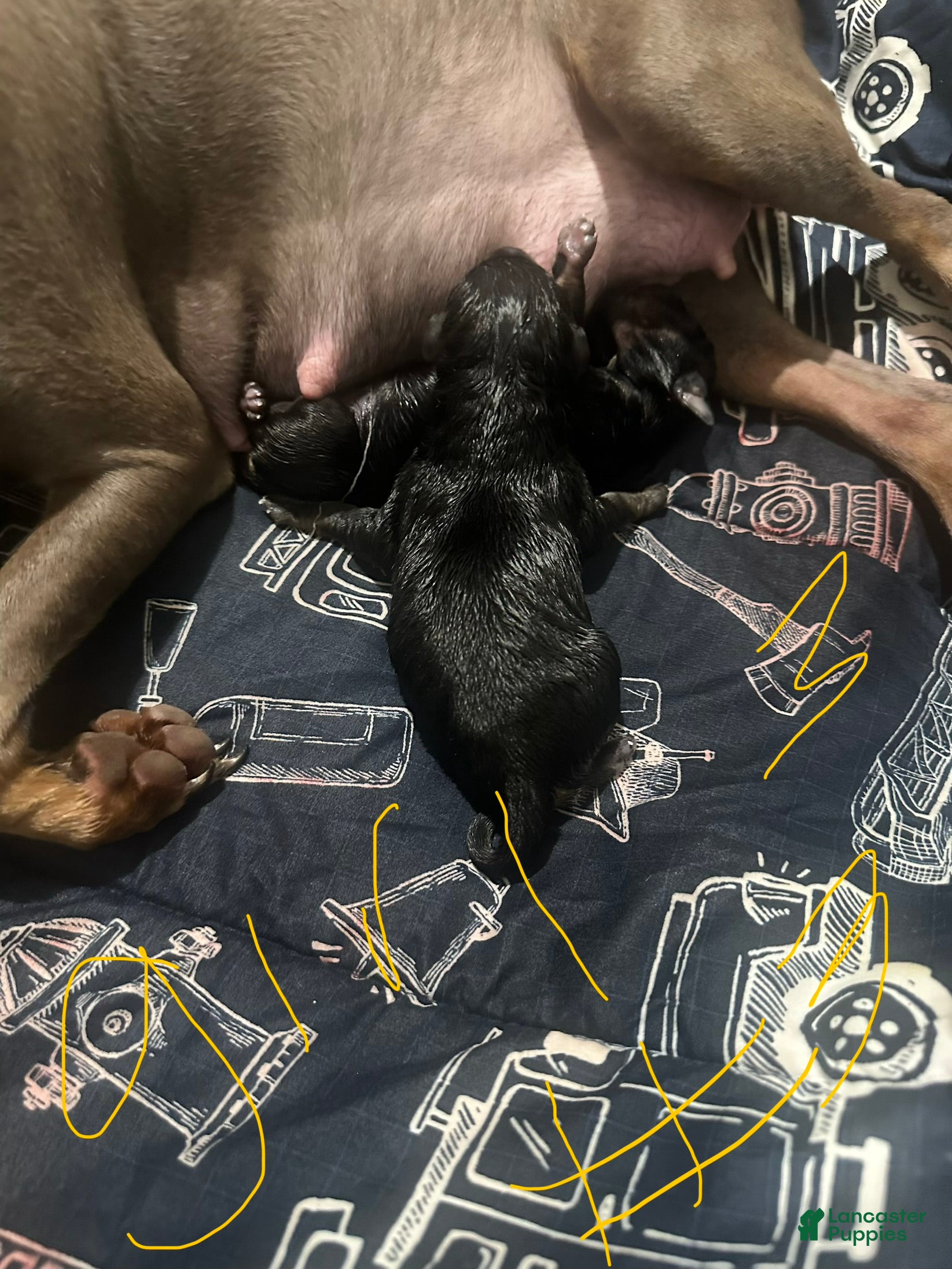 Miniature Pinscher dogs Phoebe - Ad 20