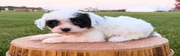 Cavapoo dogs for sale: Dakota - Ad 1