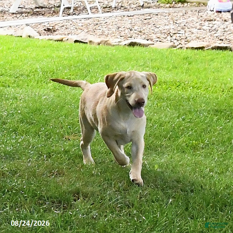 Labrador Retriever dogs Satin - Ad 2