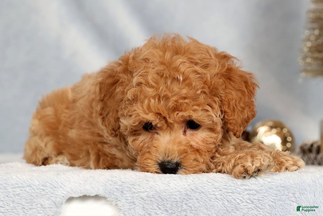 Bichpoo dogs for sale: Rosie - Ad 9