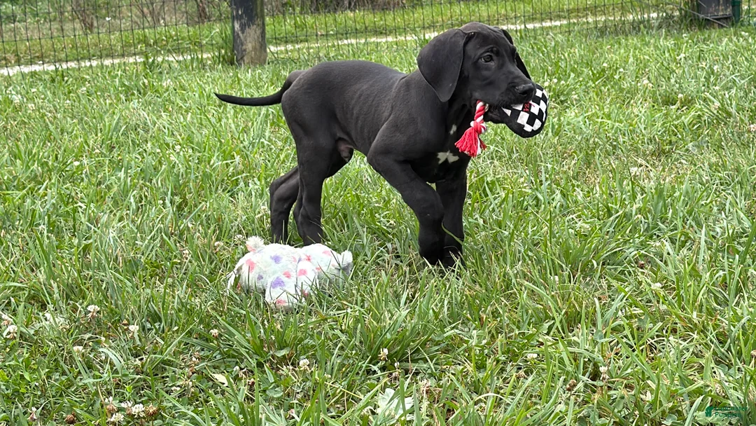 Great Dane dogs for sale: Philip Great Dane  - Ad 2