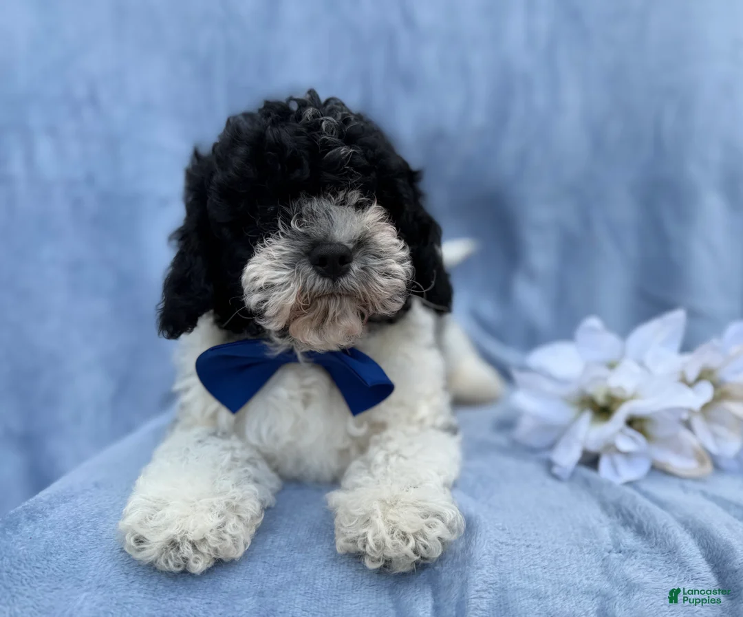 Cavapoo dogs for sale: Odie - Ad 8