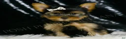 Morkie dogs for sale: Leo - Ad 1