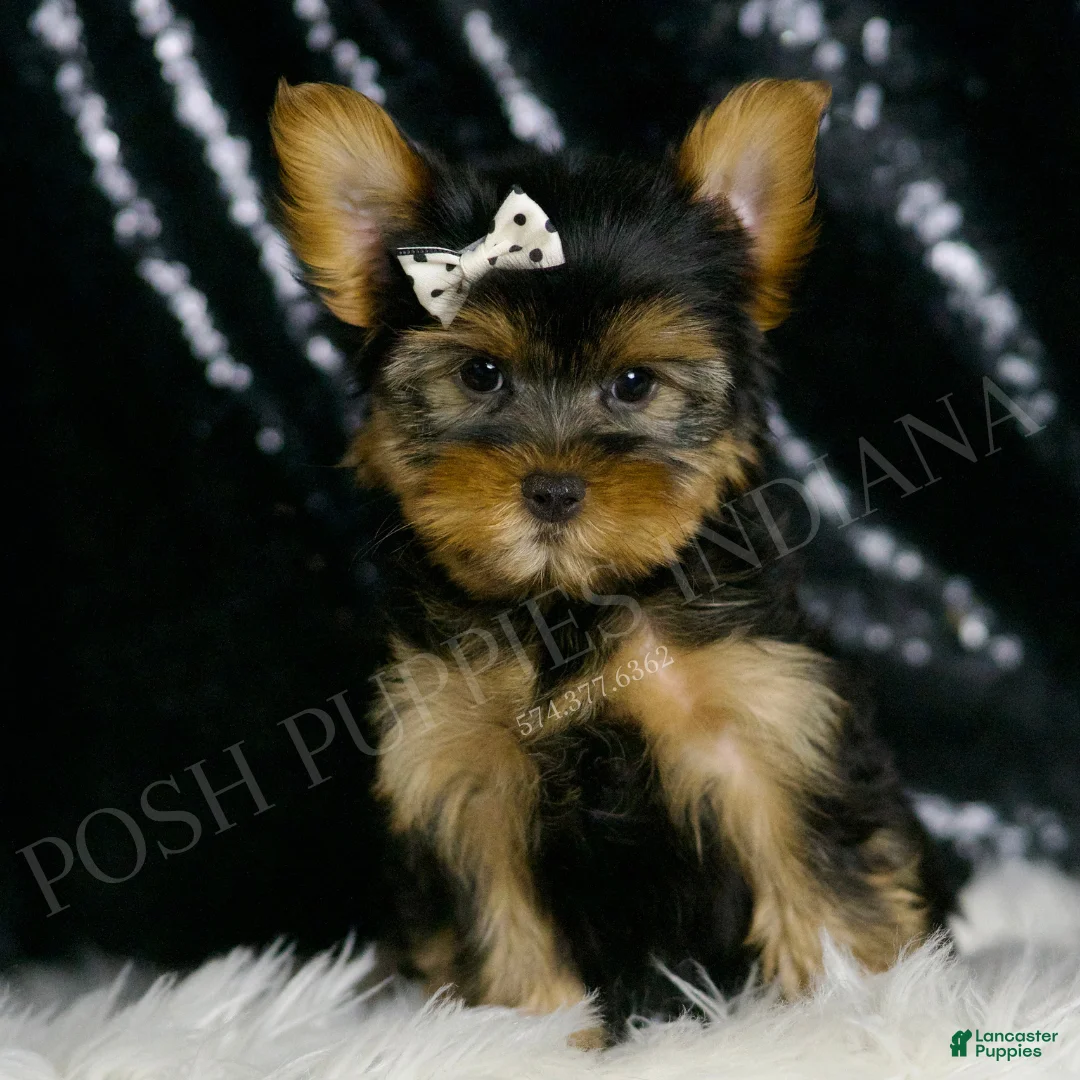 Morkie dogs for sale: Leo - Ad 1