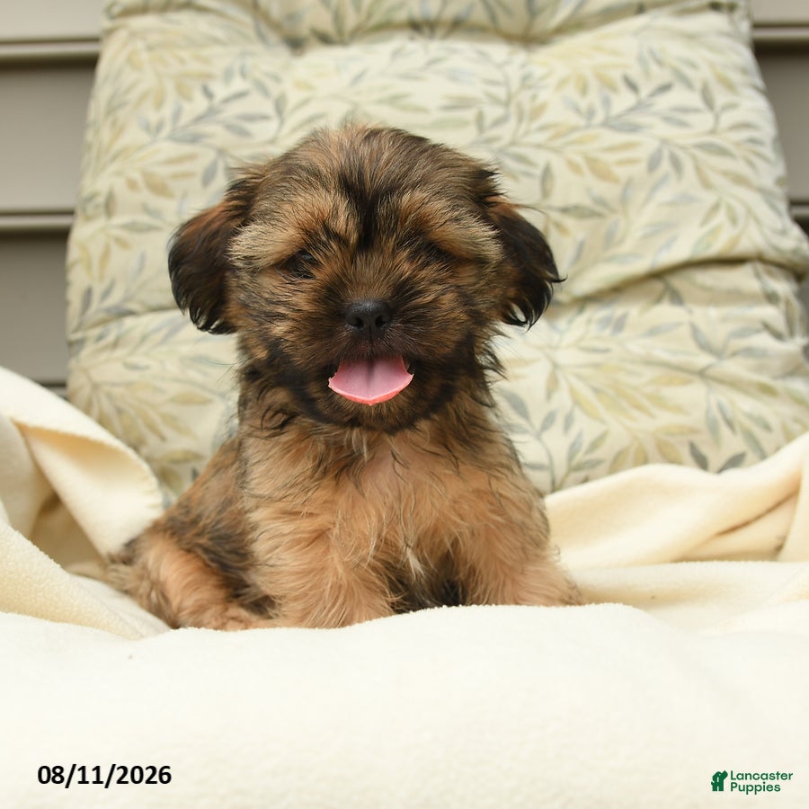 Shih Tzu dogs Grover - Ad 1